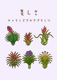 Air Plants flowering(Romantic Purple)