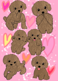 many toy poodles !!