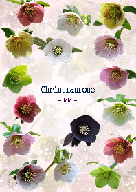 Christmasrose <Helleborus>