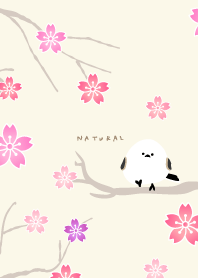 Long-tailed Tit cherry blossoms24 Japan