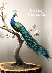 นกยูงนำโชคที่สวยงาม