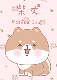 ชิบะอินุ ทารก ดอกกุหลาบ 2