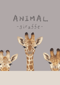 ANIMAL - Giraffe - GRAY