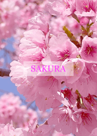 Spring is almost here-SAKURA PINK 82