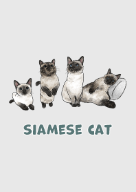 siamesecats3 / light grey