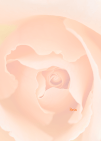 Rose Theme 48
