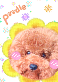 A cute poodle dog wearing petals.