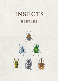 insects -beetle- ENG