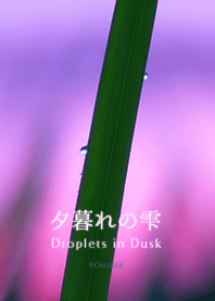 Droplets in Dusk