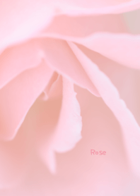 Rose Theme ver.Japan 25