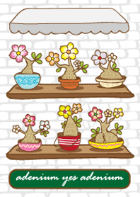 adenium yes adenium