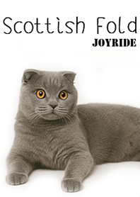 Scottish Fold4