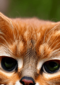 Nyanko Great Runaway#machaz013.