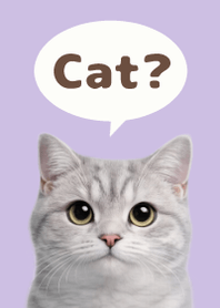 British Shorthair Simples 3 Purple 04
