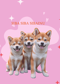 siba siba sibainu