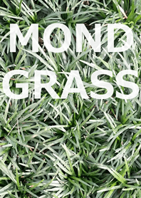 MOND GRASS-リュウノヒゲ