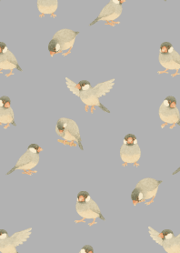 I am a Java sparrow2 on white