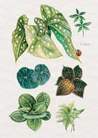 植栽系列 02