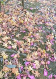 きれいな落ち葉