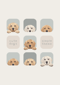 DOGS - Golden retriever - SKY GRAY