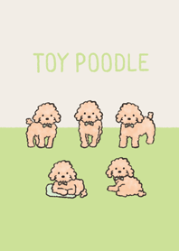 Doodle apricot toy poodle