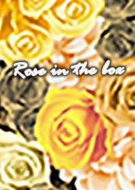 Rose in the box