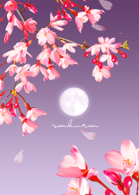 Moon and night cherry blossoms