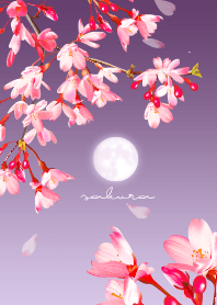 ~桜~ 月と夜桜