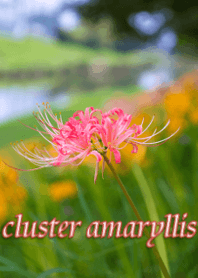 cluster amaryllis2022