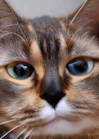 Cats run wild #CSVaC13.