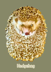 Hedgehog Green