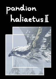 เหยี่ยวออสเปร(Pandion haliaetus)2