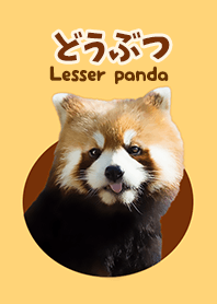 どうぶつ Lesser panda