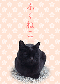 ふくねこ