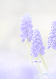 Muscari Theme 3