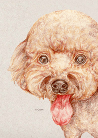 可愛的紅貴賓犬