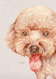 Tiny Red Toy Poodle