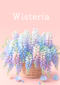 Pastel color wisteria flowers
