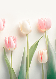 pink&white tulips