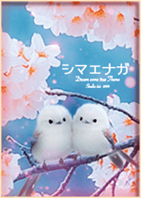Shimaenaga and cherry blossoms1*