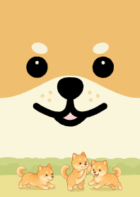 ชิบะอินุสุดน่ารักของฉัน8