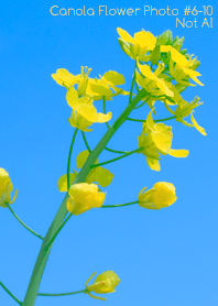 Canola Flower Photo#6-10Not AI