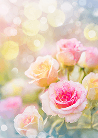 Beautiful rose flower(R1491)