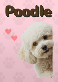 ธีมพุดเดิ้ลทอย Pink 03