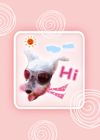ミニチュア・シュナウザー say hi to you