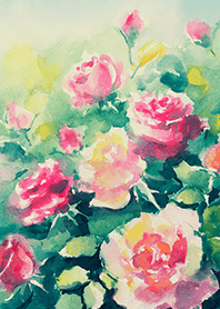 Beautiful rose flower(R4838)