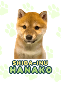 Shiba Inu Hanako [PhotoTheme*a24]