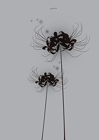 Lycoris black Background gray_jp