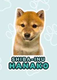 Shiba Inu Hanako [PhotoTheme*a30]