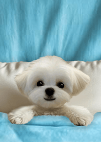 Fun Cotton Blanket-Maltese 1H